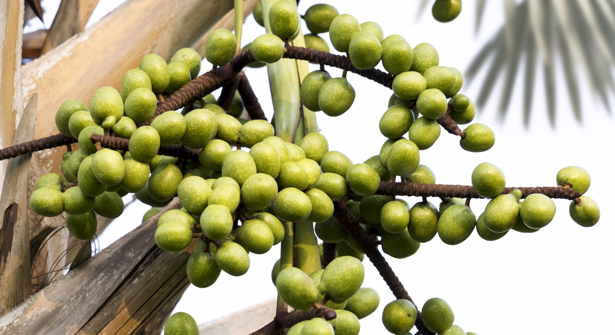 a bunch of green grapes